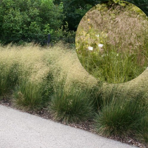 Deschampsia cespitosa 'Schottland' - Luht-kastevars 'Schottland' P9/0,55L  